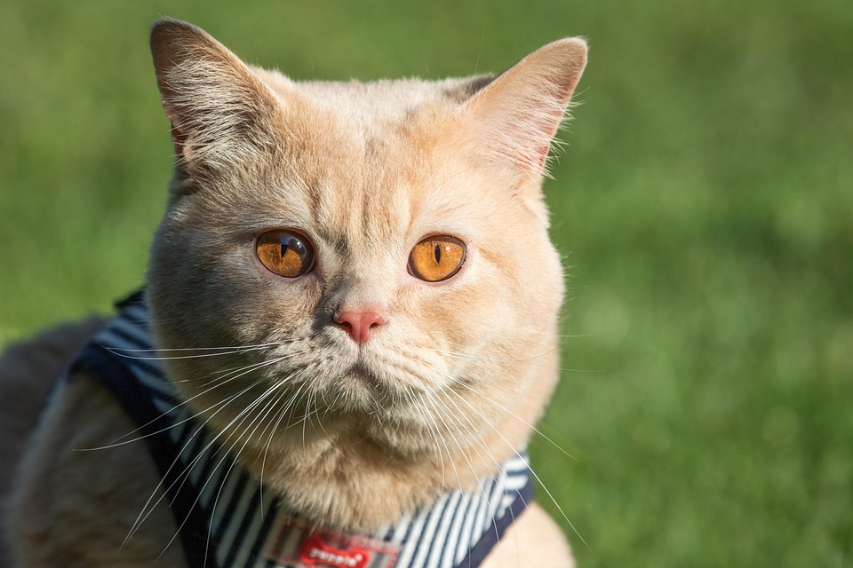 Poil Court Britannique Cat Animal - Photo gratuite sur Pixabay