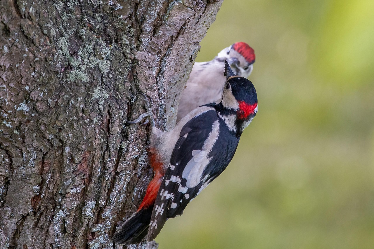Bird - free online jigsaw puzzle photo