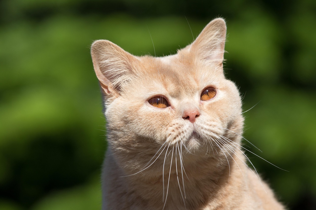 British Shorthair Cat Animal Free photo on Pixabay Pixabay