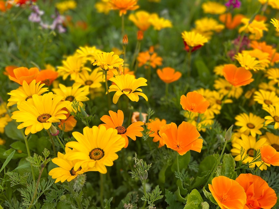 Gelbe Blumen Sommerblumen Orange - Kostenloses Foto auf Pixabay