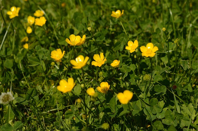 Free Yellow Flowers Meadow photo and picture