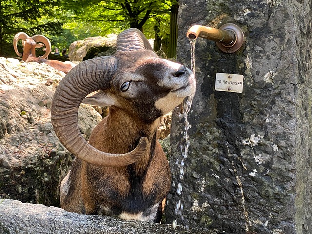 Free Mouflon Desire photo and picture