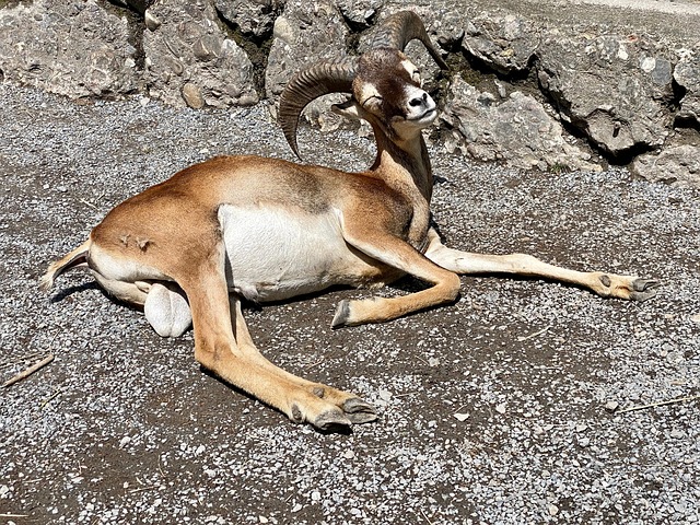 Free Mouflon Desire photo and picture