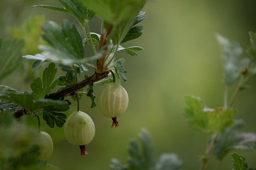 Stikkelsbær, Frukt, Tre, Bær, Anlegg