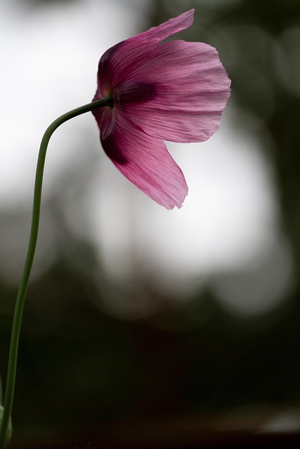Opiumsvalmue, Blomst, Anlegg, Valmue