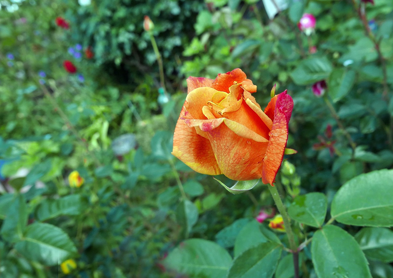 Gardens Blumen Rosen - Kostenloses Foto auf Pixabay - Pixabay