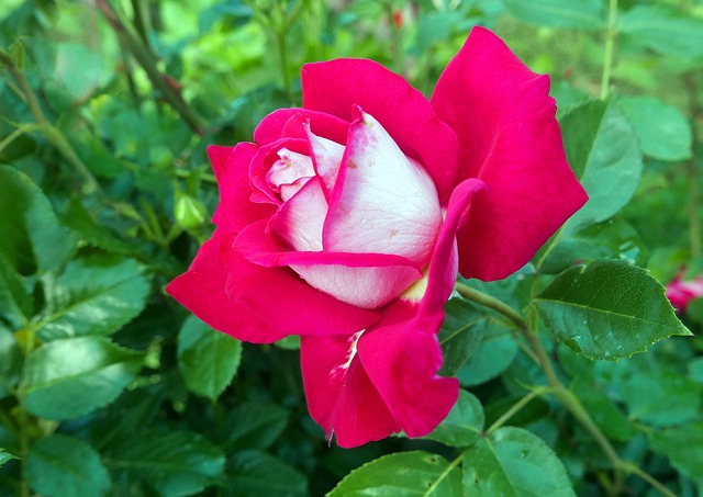 Free Roses Flowers photo and picture