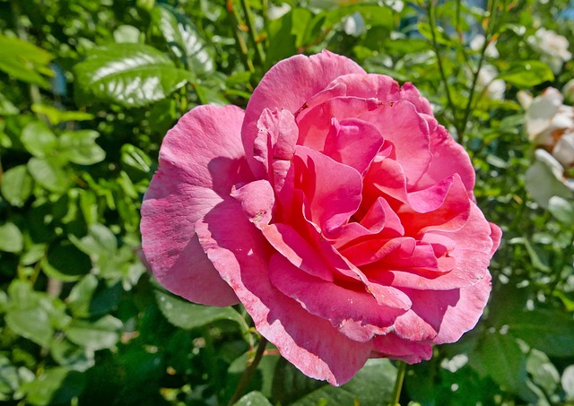 Free Roses Flowers photo and picture