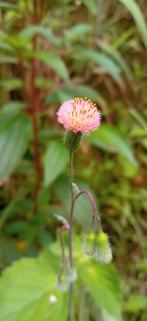 Flor, Flor Rosa, Natureza, Bloom