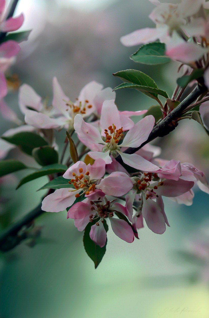 Apple Blossoms Flowers Branch - Free photo on Pixabay - Pixabay
