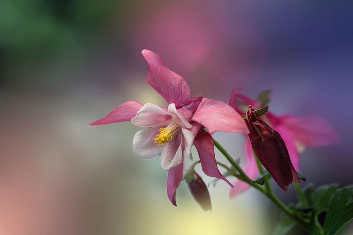 400+ Free Columbine Flower & Columbine Images - Pixabay