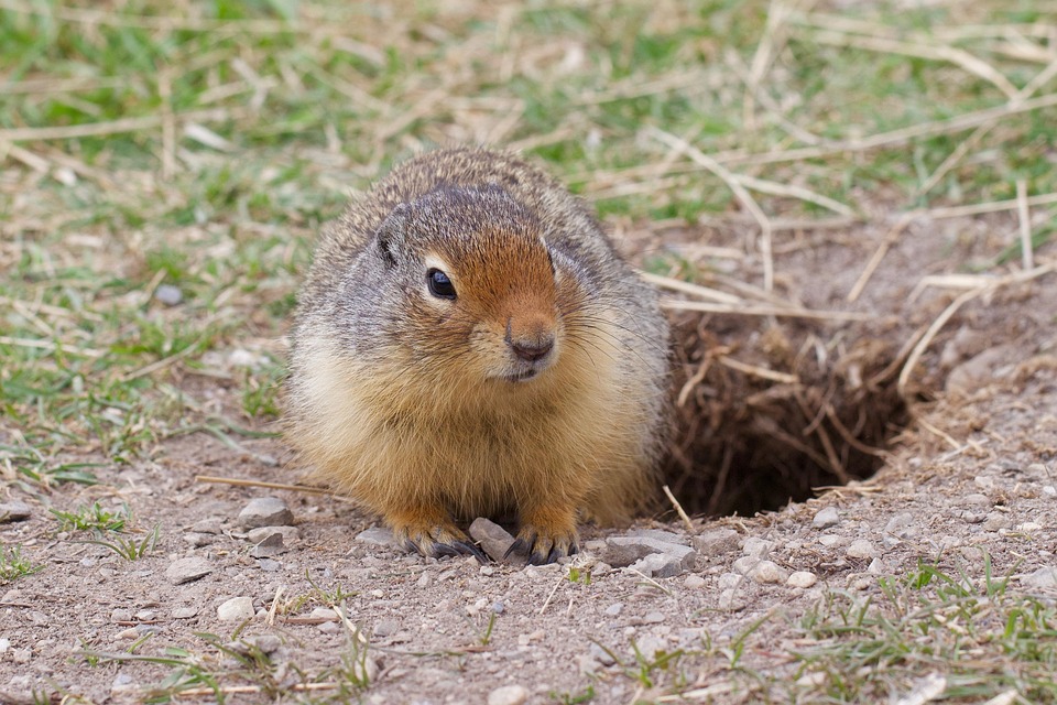 Gopher Nature Rodent Free photo on Pixabay