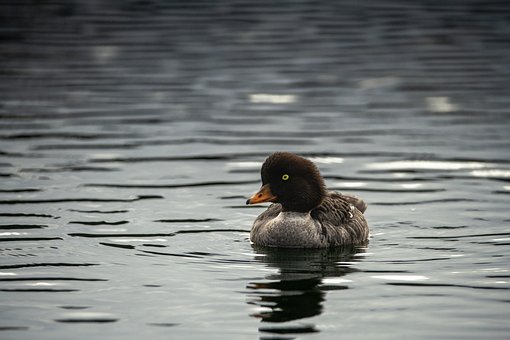 Free Common Goldeneye Goldeneye photo and picture