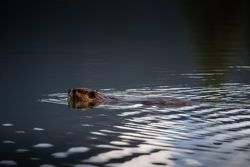 Free Beaver Rodent photo and picture