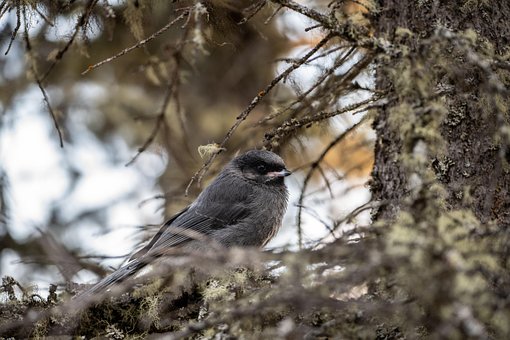 Free Bird Canada Jay photo and picture