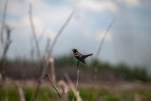 Free Red-Winged Blackbird Song photo and picture