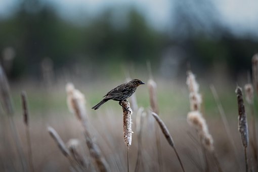 Free Red-Winged Blackbird Song photo and picture