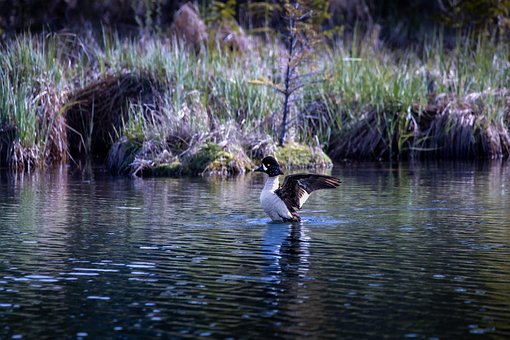 Free Common Goldeneye Goldeneye photo and picture