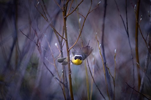 Free Common Yellowthroat Warbler photo and picture
