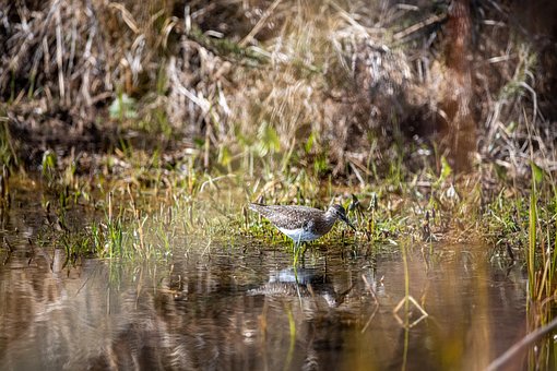 Free Solitary Sandpiper photo and picture
