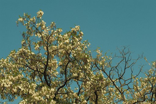 Free Acacia Tree photo and picture