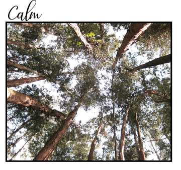Natur, Ruhe, Bäume, Himmel, Grün, Holz