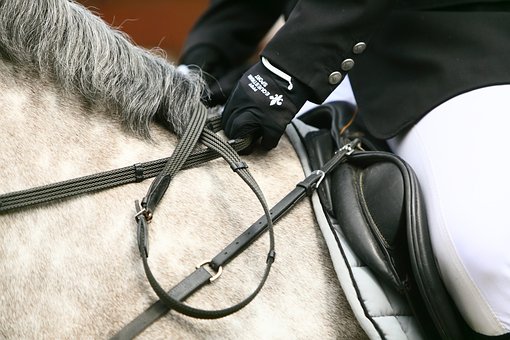 Free Horse Horseback Riding photo and picture