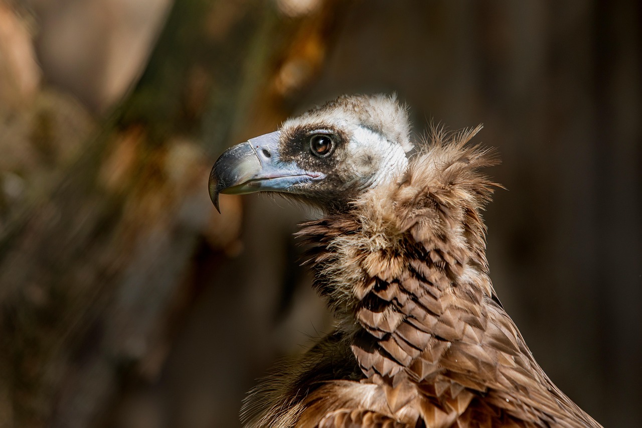 Cinereous Vulture Bird Free Photo On Pixabay Pixabay Cinereous Vulture Bird Free Photo On Pixabay Pixabay