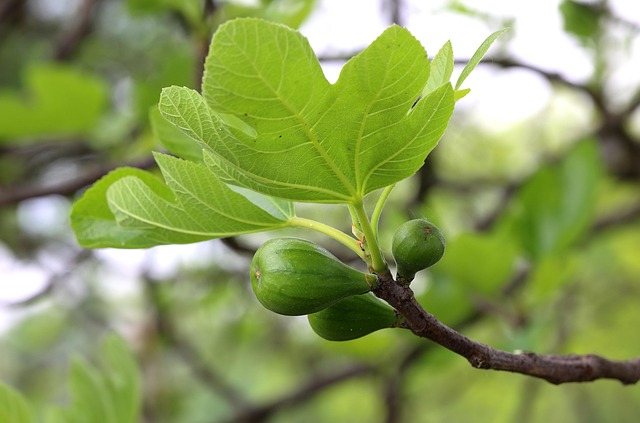 Free Figs Fig Leaf photo and picture
