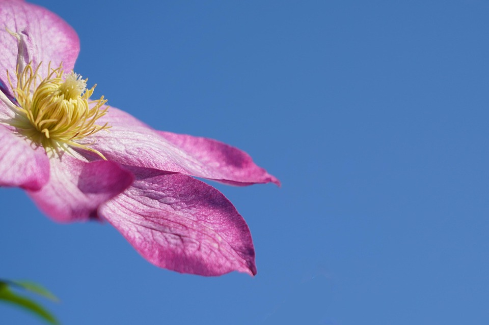 Flower Bloom Blossom Free photo on Pixabay Pixabay