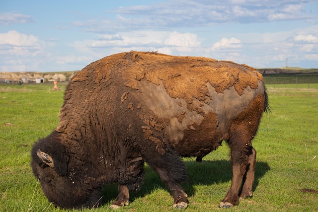 Free North Dakota Buffalo photo and picture