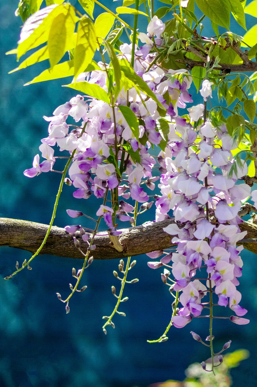 Wisteria Garden Branches Free photo on Pixabay Pixabay
