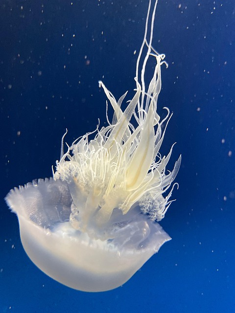 クラゲ 海 水族館 - Pixabayの無料写真 - Pixabay
