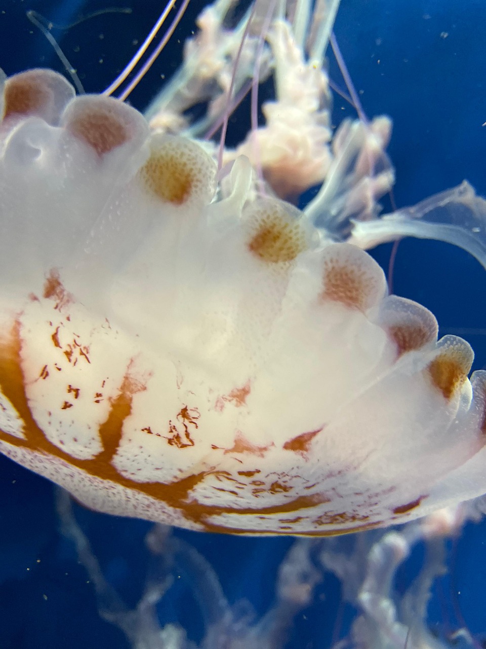 クラゲ 海 熱帯 - Pixabayの無料写真 - Pixabay