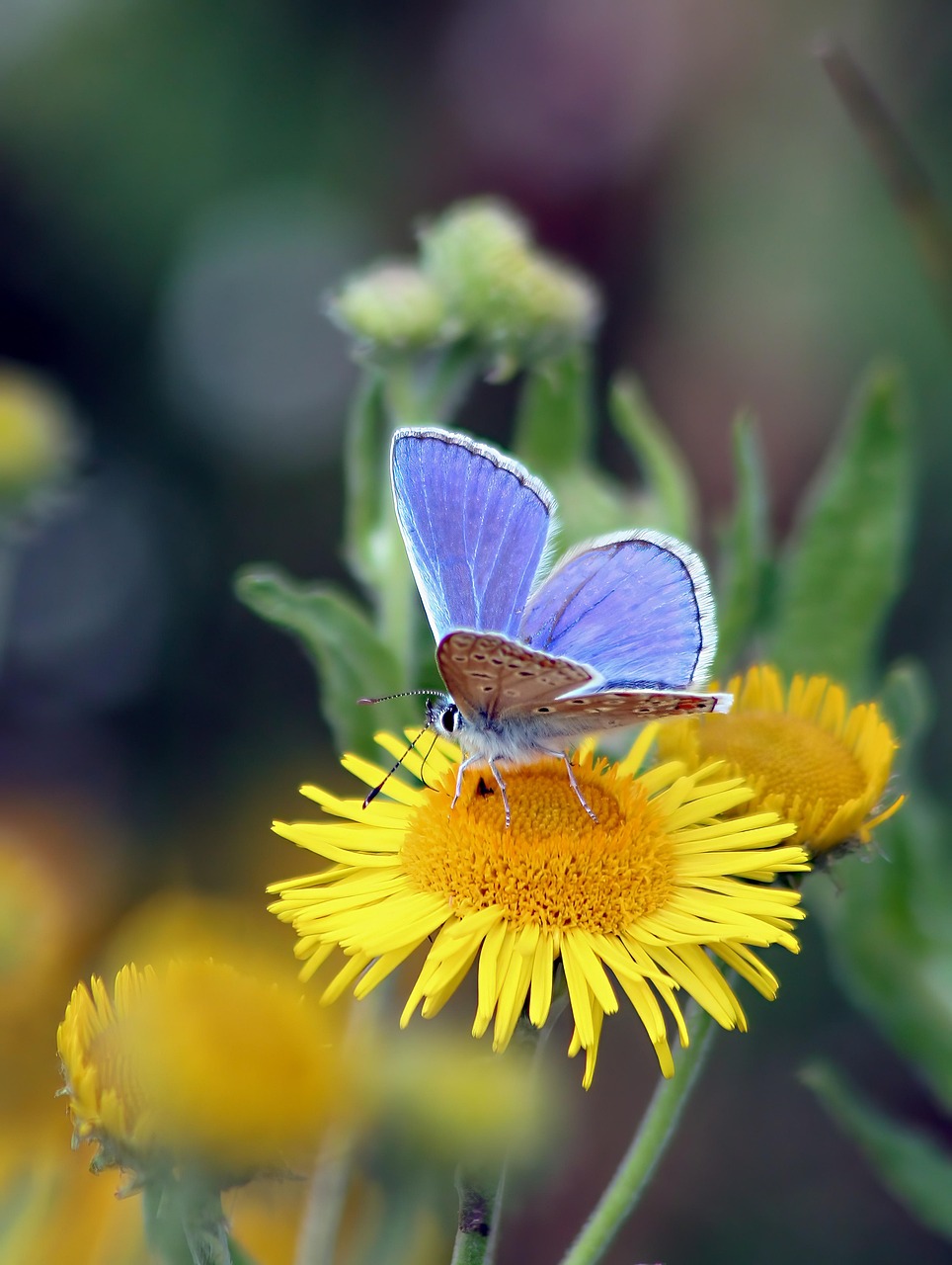 Butterfly Flower Pollinate Free photo on Pixabay Pixabay