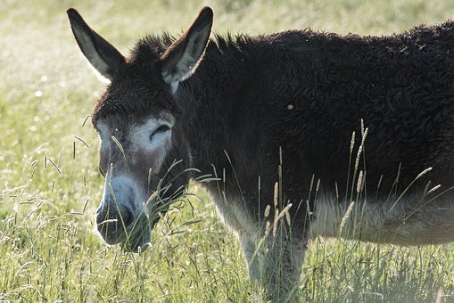 Esel, Feld, Säugetier, Tier, Natur