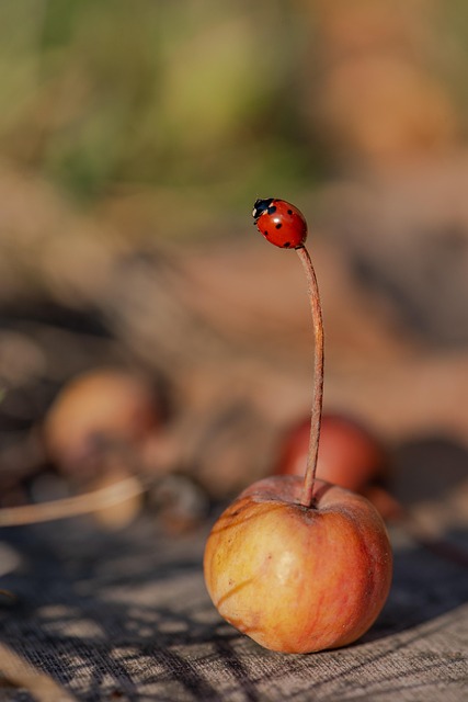 Marienkäfer, Zierapfel, Käfer, Natur