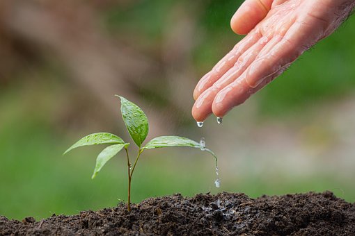 Free Gardening Planting photo and picture