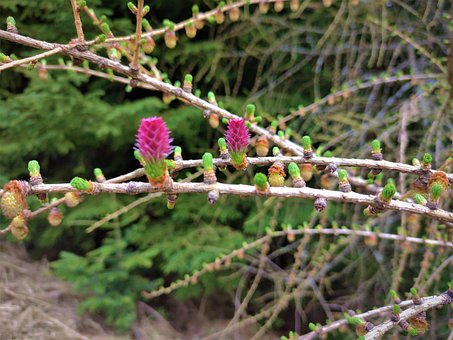 Free Forest Nature photo and picture
