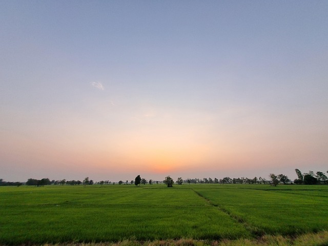 Mark, Solnedgang, Natur, Ris