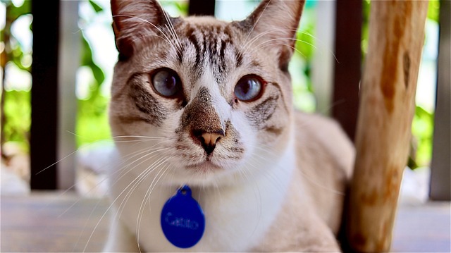 Katze, Tiere, Natur, Kätzchen, Unze