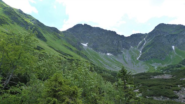Free Trees Nature photo and picture