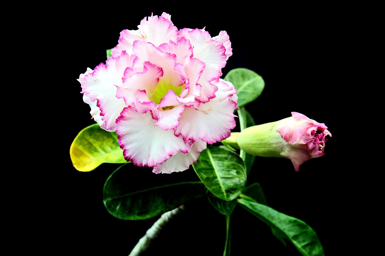 Adenium Flower Plant Desert - Free photo on Pixabay - Pixabay