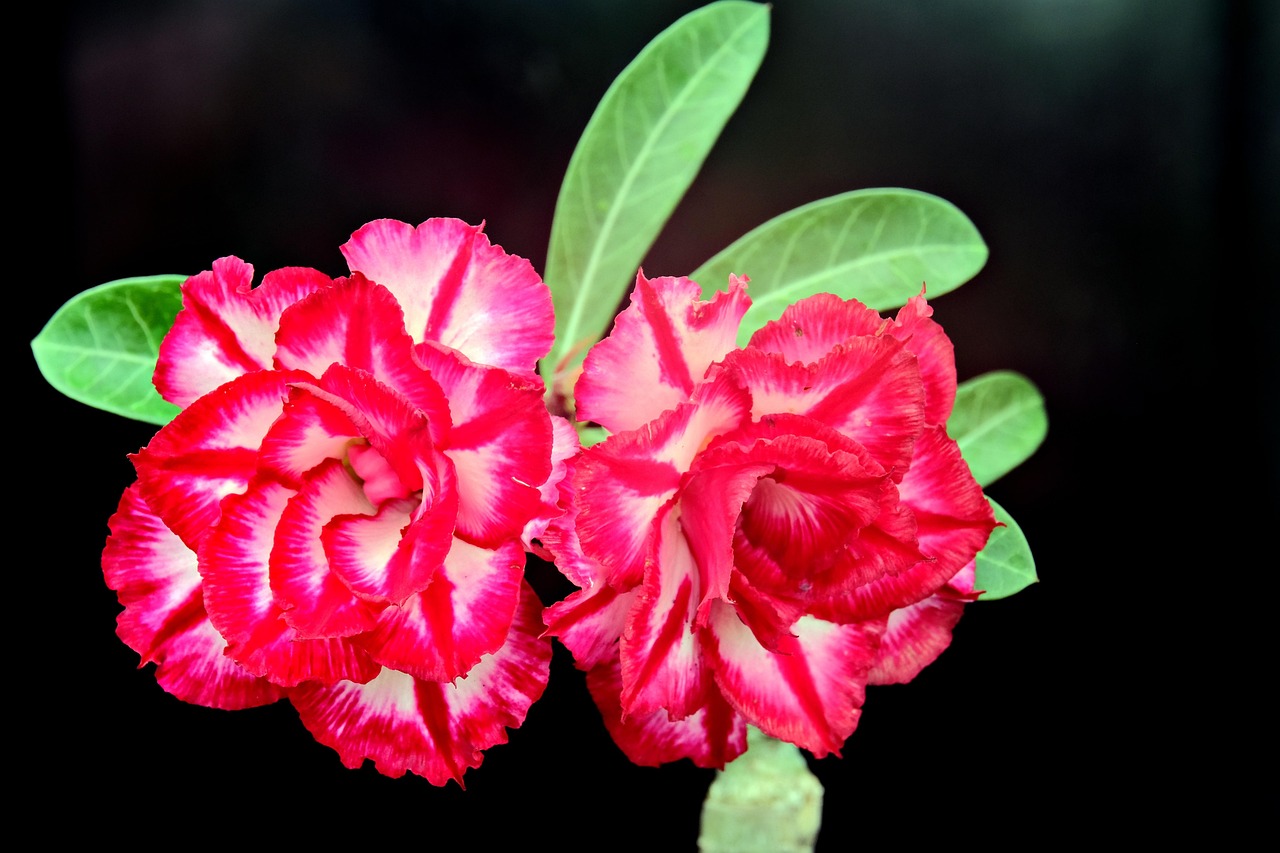Flower Adenium Flora - Free photo on Pixabay - Pixabay