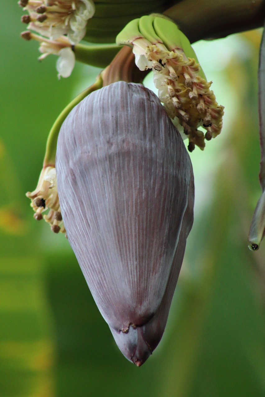 Banana Blossom Plant Nature Free photo on Pixabay Pixabay