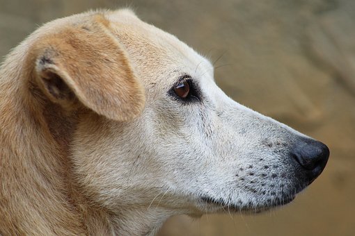 Cachorro, Bicho De Estimação, Cabeça