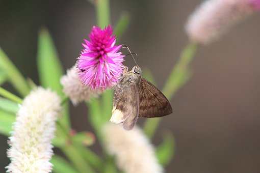Flor, Fundo Flor, Borboleta, Inseto
