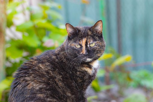 Animal, Natureza, Gato