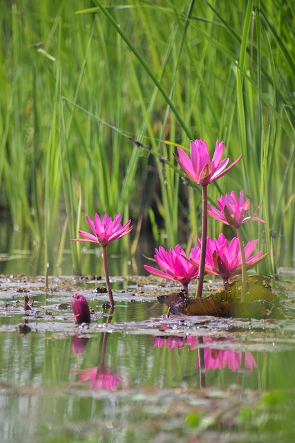 Free Flowers Flower Background photo and picture