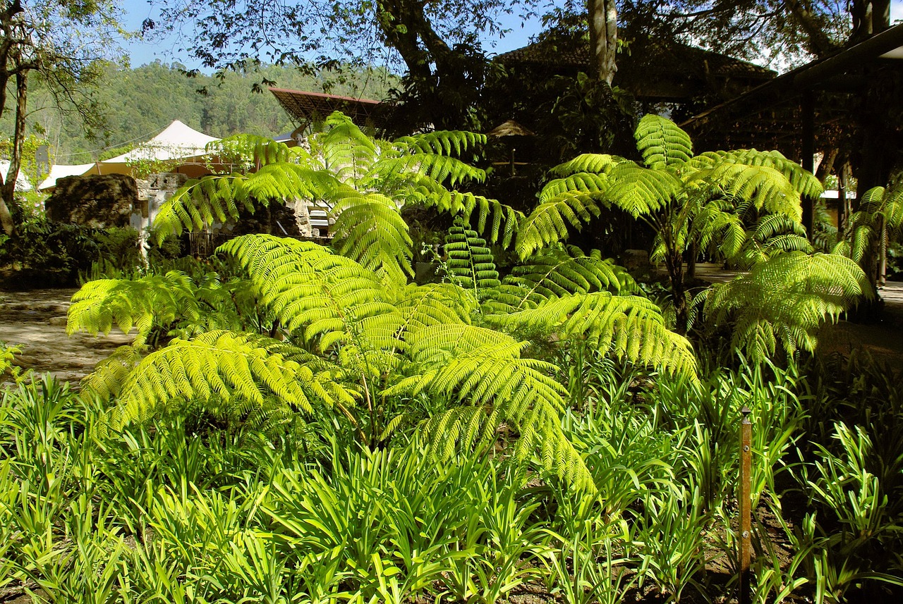 蕨类植物 厂 绿色 - Pixabay上的免费照片 - Pixabay